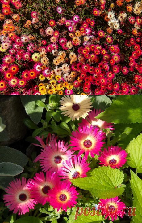 Мезембриантемум: 2 тыс изображений найдено в Яндекс Картинках