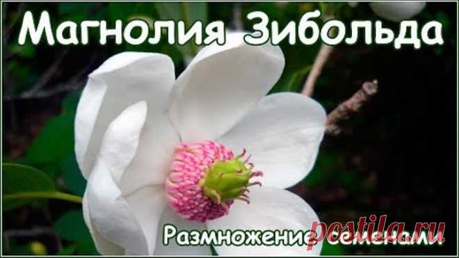 Магнолия Зибольда - размножение семенами - стратификация и посадка