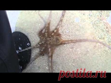Releasing a stranded octopus and it thanked me - YouTube
