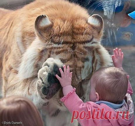 (52) Одноклассники  ЛАДУШКИ, ЛАДУШКИ........И ИНФАРКТ У БАБУШКИ....