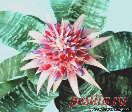 Эхмея / Aechmea - декоративно - цветущие растения - классы комнатных цветов и растений - Каталог статей - растения и комнатные цветы с фото и названиями