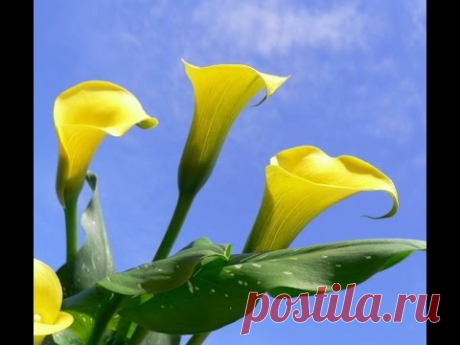 ЗАНТЕДЕСКИЯ или КАЛЛА. Советы по выращиванию в домашних условиях