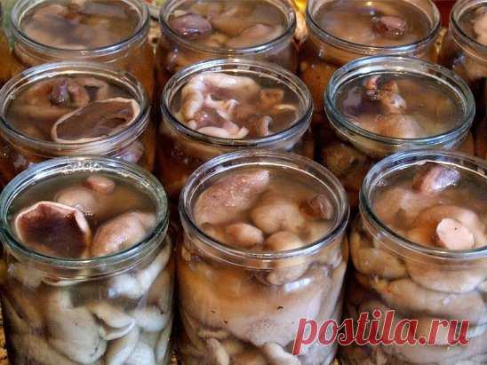 КАК СОЛИТЬ МАСЛЯТА 
 
Продукты для засолки маслят 
Маслята - 1 килограмм 
Соль - 2 столовые ложки 
Вода - 1 стакан 
Перец горошком - 5 штук 
Гвоздика - 3 штуки 
Корица - 1 чайная ложка 
Лист чёрной смородины - 2 штуки 
 
1. Маслята очистить, вымыть, отделить ножки от шляпок. 
2. Шляпки и ножки порезать на кусочки одинакового размера. 
3. Одну кастрюлю подготовить для шляпок, вторую - для ножек. 
4. В обе кастрюли налить воду, добавить соль и поставить на огонь. 
5. Варить шляпки и ножки маслят п