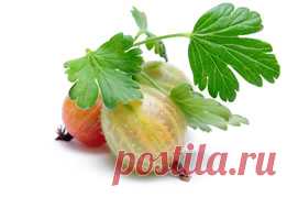 Крыжовник- идеальный ягодник