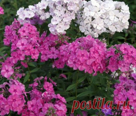 Как правильно ухаживать за флоксами