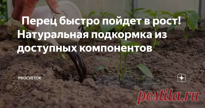 🫑 Перец быстро пойдет в рост! Натуральная подкормка из доступных компонентов Перец является очень теплолюбивой культурой. Ночные понижения температур существенно тормозят его рост и развитие.
