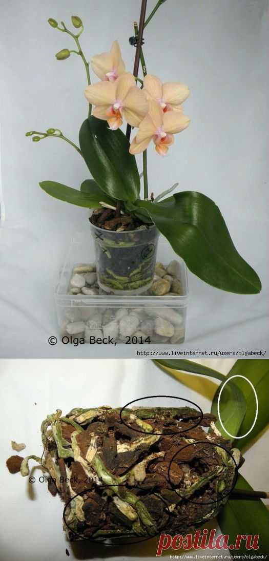 Почему у орхидеи вянут цветы и бутоны.