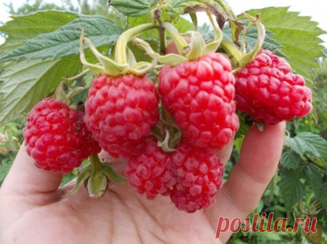 ЧТО СДЕЛАТЬ, ЧТОБЫ МАЛИНА БЫЛА КРУПНОЙ

Весной укорачивайте прошлогодние стебли на треть всего роста. Затем обрезайте до основания все сухие ветки, уже принесшие урожай в прошлом году. Летом уничтожайте лишние молодые побеги у основания куста и корневые отпрыски, которые появляются между кустами, если они не нужны для размножения.

Гибким ветвям малины делайте подпорки или подвязки, иначе от тяжести ягод и листьев они склоняются на землю. Молодым побегам текущего года позв...