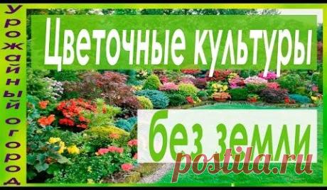 (43) Одноклассники