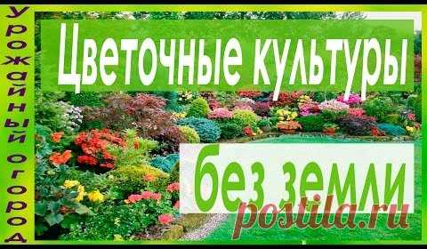 (43) Одноклассники