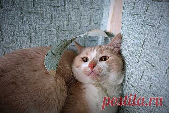 Обои? Какие обои???