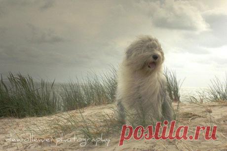 Две милые староанглийские овчарки | Все о Путешествиях