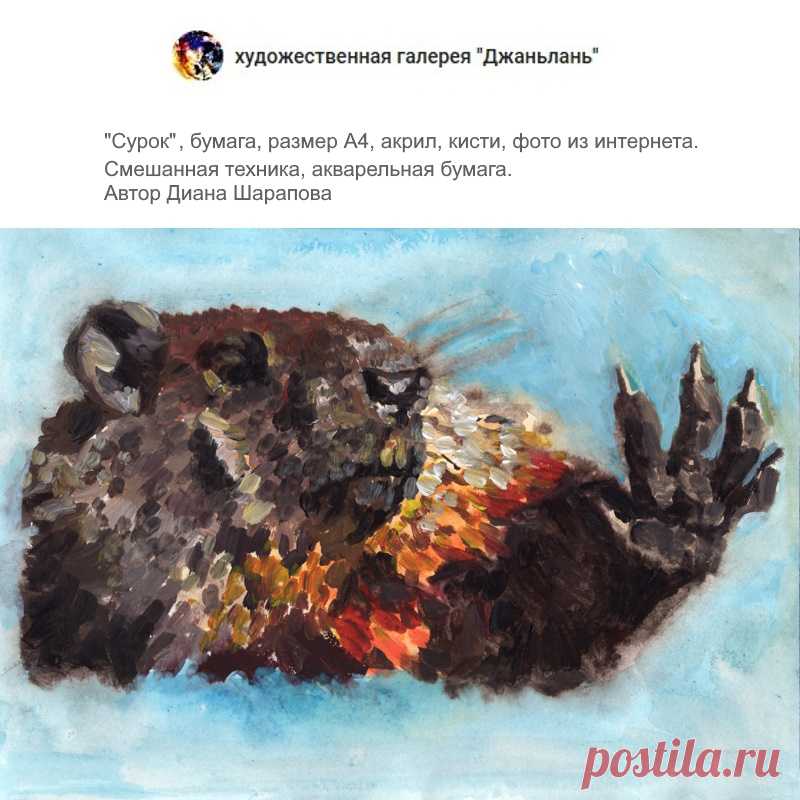 сурок