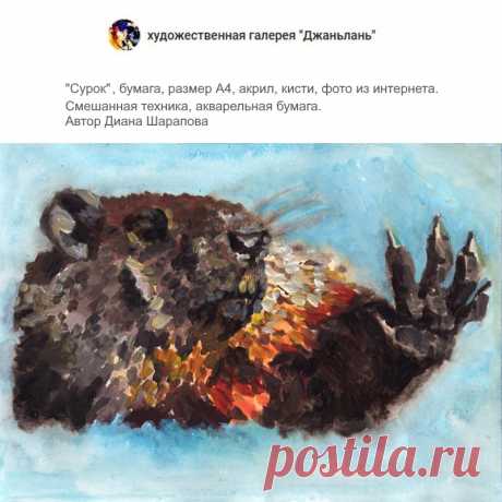 сурок