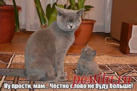 Кошачье воспитание