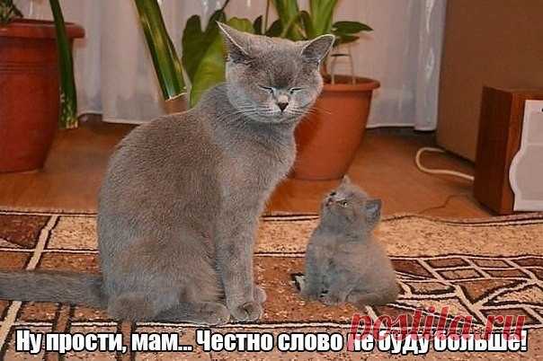 Кошачье воспитание