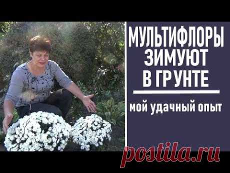 Как сохранить шаровидные хризантемы  зимой без выкапывания в открытом грунте