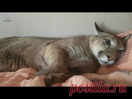 Как мурчит пума. 10 минут релакса с Месси