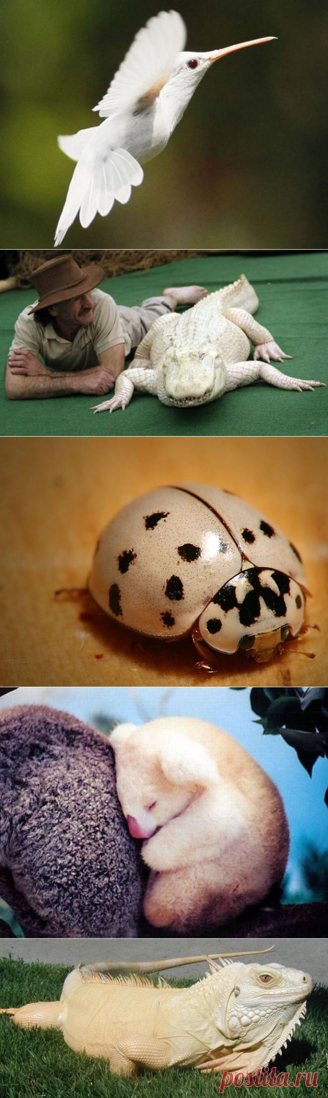 Животные-альбиносы удивительной красоты