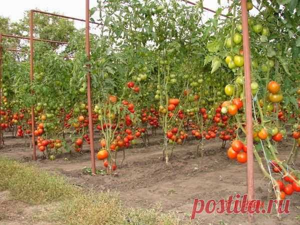 Все для дачи.: УХОД ЗА ПОМИДОРАМИ ОТ ФИТОФТОРЫ