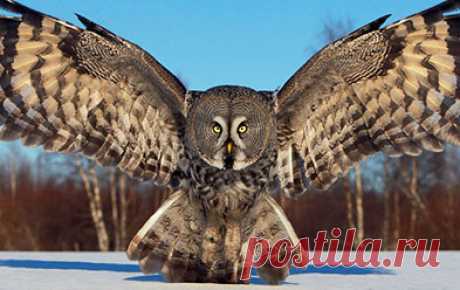 флора и фауна россии – Google Поиск