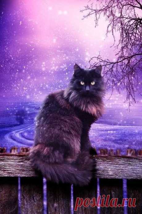 Кошечка