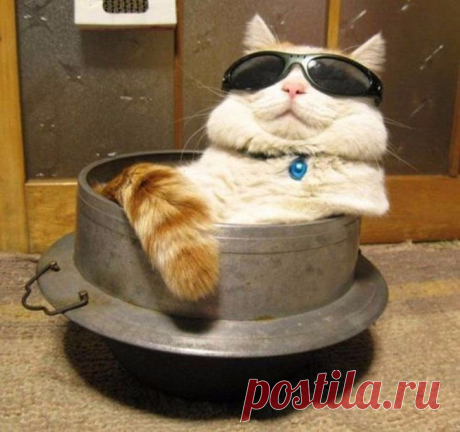 Дневник Хобб