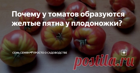 Почему у томатов образуются желтые пятна у плодоножки? Желтые пятна в зоне плодоножки принято называть плечиками томатов. Неравномерная окраска кожицы плодов обычно сопровождается еще и плотной, волокнистой и безвкусной мякотью. Как избежать появления на томатах желтых плечиков? Причины образования желтых плечиков у томатов Большинство огородников связывают образование желтых пятен вокруг плодоножки с недостаточным поступлением калия в растения. Но в действительности томат...