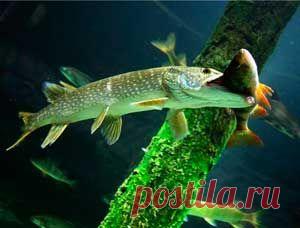 Рыбалка видео: Что щуке по вкусу