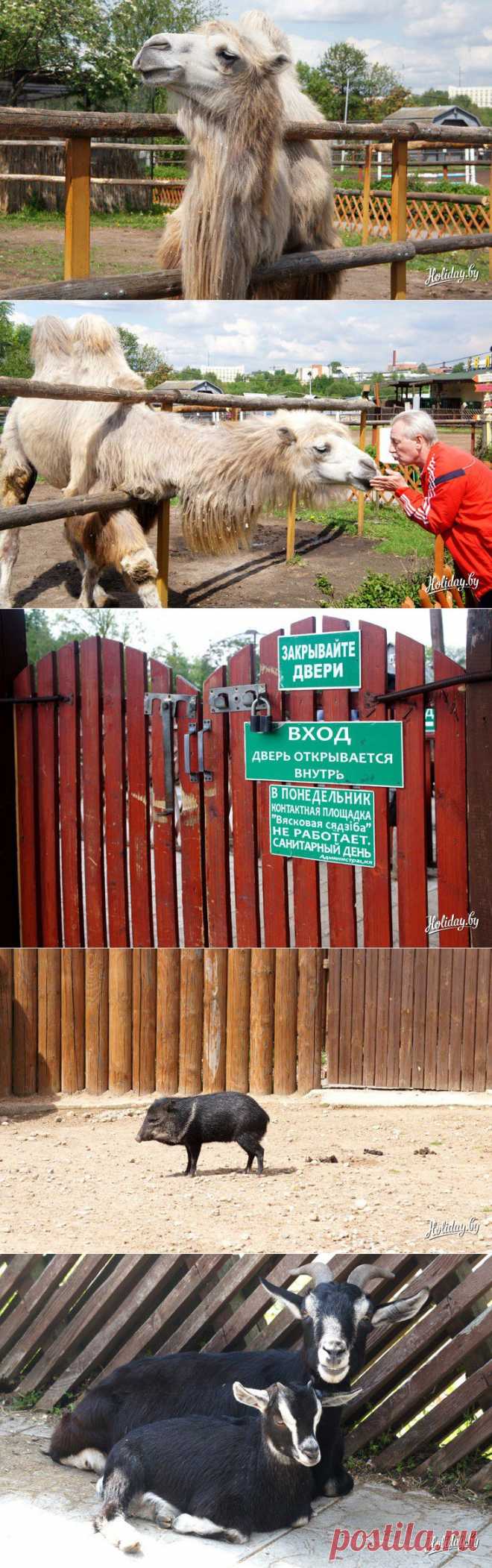 Зоопарк в Минске: москвичи-постояльцы, символ зоосада и сюрпризы для публики - туристический блог об отдыхе в Беларуси