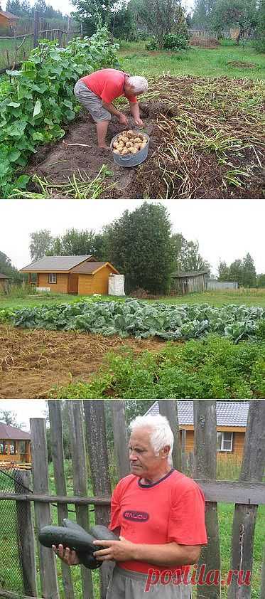 Удивительный огород.