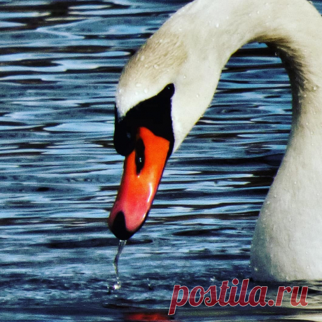 Kjell Hansson в Instagram: «Swan #jämtland #sverige #p4jämtlandbild #jamtbild #sweden_by_us #lovely_igworld #ig_myshots #loves_scandlnavia #loves_united_sweden…» 54 отметок «Нравится», 2 комментариев — Kjell Hansson (@kjell_hansson) в Instagram: «Swan #jämtland #sverige #p4jämtlandbild #jamtbild #sweden_by_us #lovely_igworld #ig_myshots…»