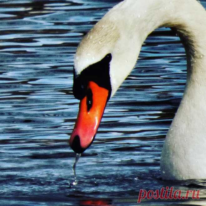 Kjell Hansson в Instagram: «Swan #jämtland #sverige #p4jämtlandbild #jamtbild #sweden_by_us #lovely_igworld #ig_myshots #loves_scandlnavia #loves_united_sweden…» 54 отметок «Нравится», 2 комментариев — Kjell Hansson (@kjell_hansson) в Instagram: «Swan #jämtland #sverige #p4jämtlandbild #jamtbild #sweden_by_us #lovely_igworld #ig_myshots…»