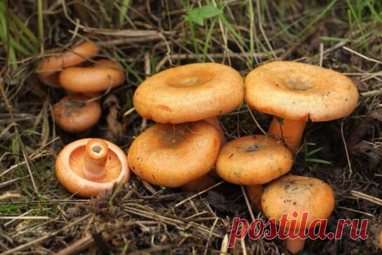 Дедовский (правильный) способ соления груздей, волнушек и рыжиков | Бродили мы по свету | Яндекс Дзен
