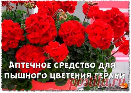 Аптечное средство для увеличения количества соцветий герани.

Чтобы стимулировать герань на рост большего количества соцветий, ее нужно подкормить одним простым аптечным препаратом. Подкормка герани этим средством, способна увеличить число соцветий в полтора, а то и два раза!

Средство, о котором идет речь, всем известно и применяется не только для комнатных цветов, но и для садово - огородных культур. Это средство - борная кислота.


Итак, нам нужно приобрести порошок бор...