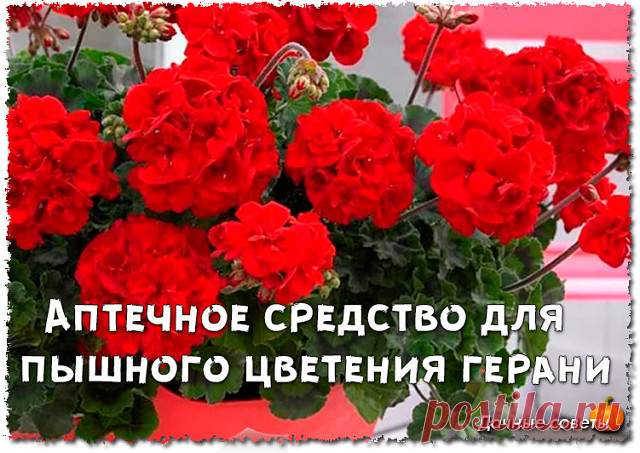 Аптечное средство для увеличения количества соцветий герани.

Чтобы стимулировать герань на рост большего количества соцветий, ее нужно подкормить одним простым аптечным препаратом. Подкормка герани этим средством, способна увеличить число соцветий в полтора, а то и два раза!

Средство, о котором идет речь, всем известно и применяется не только для комнатных цветов, но и для садово - огородных культур. Это средство - борная кислота.


Итак, нам нужно приобрести порошок бор...