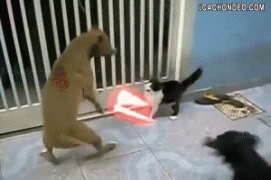 Animal Gifs - Google+