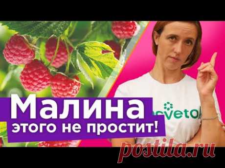 МАЛИНА ПРОПАДЕТ ПРЯМО НА ГЛАЗАХ! 5 коварных ошибок, из-за которых вы можете остаться без малины