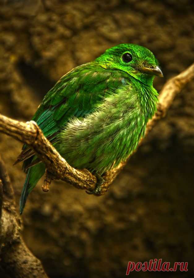 хх