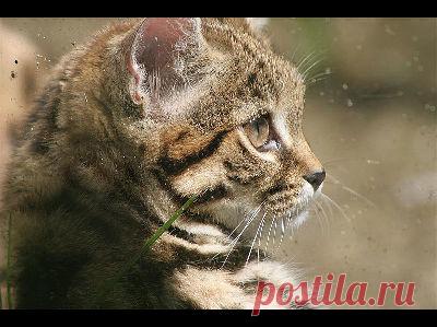 Информация о черноногой кошке - Фото 3