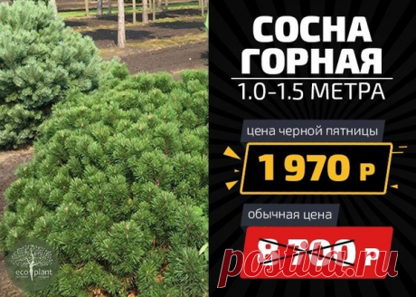 ‼ЧЕРНАЯ ПЯТНИЦА В ПИТОМНИКЕ РАСТЕНИЙ ЭКОПЛАНТ‼ 26 октября в 11:00 начинается &quot;Черная пятница&quot; в питомнике растений Экоплант! И будут скидки 50, 70 и даже 90% от тех цен, которых ты видел у нас на деревья. Эта акция продлится до 20:00 воскресенья 28 октября, после чего цены станут прежними! Ждем тебя в эти выходные 26 - 28 октября у нас на площадке! И хорошего тебе дня! Москва: https://черная-пятница1.рф 8 (495) 374 -57-28 Санкт - Петербург: https://черная-пятница2.рф 8 (812)…