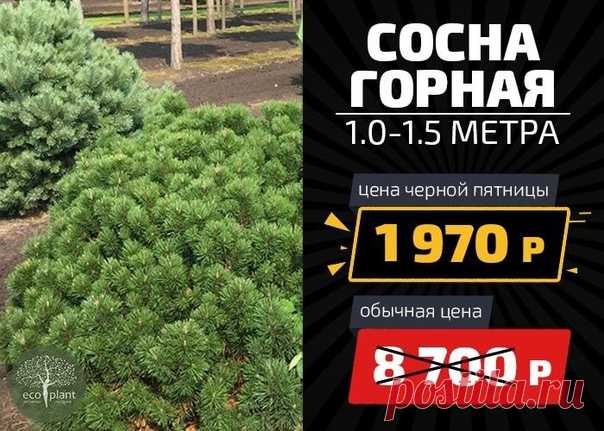 ‼ЧЕРНАЯ ПЯТНИЦА В ПИТОМНИКЕ РАСТЕНИЙ ЭКОПЛАНТ‼ 26 октября в 11:00 начинается "Черная пятница" в питомнике растений Экоплант! И будут скидки 50, 70 и даже 90% от тех цен, которых ты видел у нас на деревья. Эта акция продлится до 20:00 воскресенья 28 октября, после чего цены станут прежними! Ждем тебя в эти выходные 26 - 28 октября у нас на площадке! И хорошего тебе дня! Москва: https://черная-пятница1.рф 8 (495) 374 -57-28 Санкт - Петербург: https://черная-пятница2.рф 8 (812)…