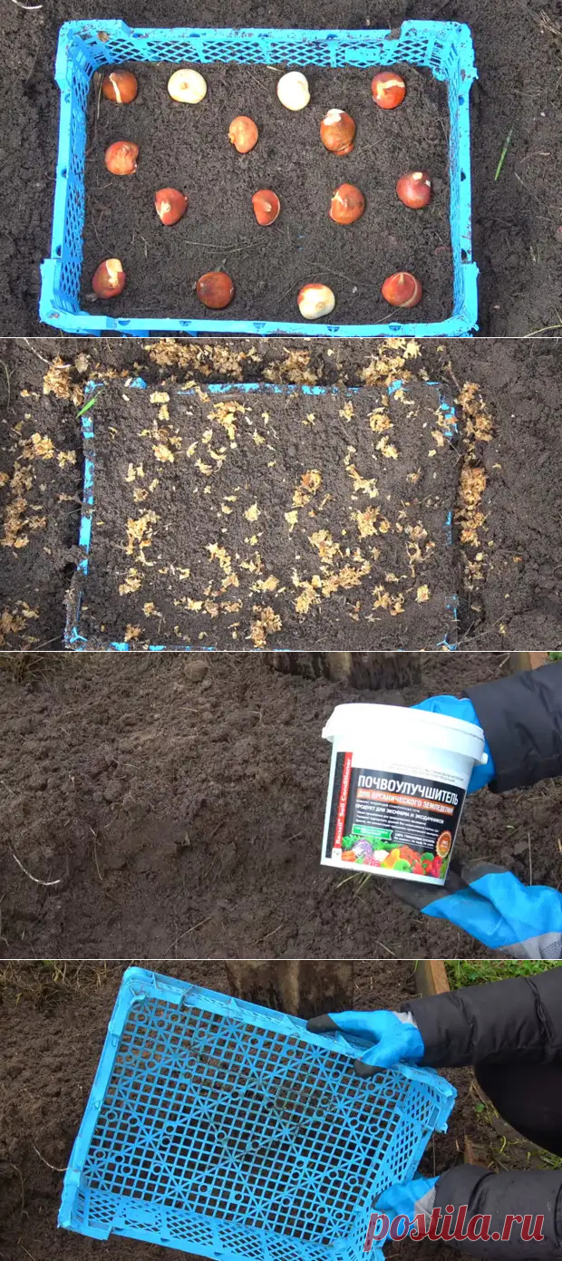 Простой способ посадки тюльпанов в пластмассовые ящики