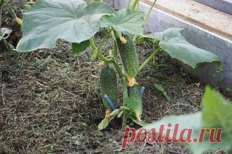 Как вырастить огурцы без горечи? | 6 соток