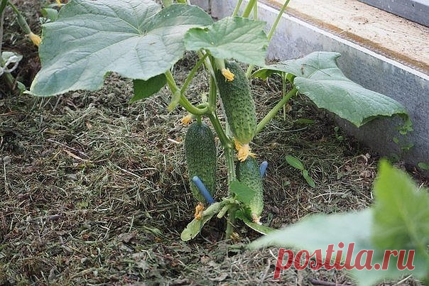 Как вырастить огурцы без горечи? | 6 соток