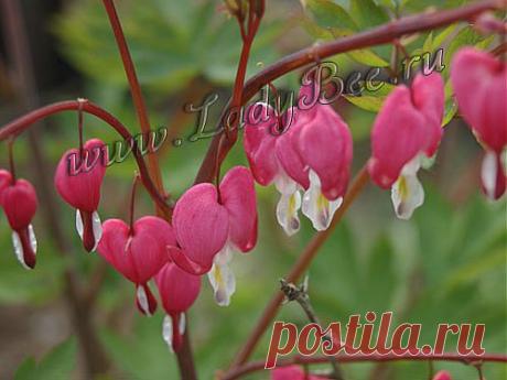 Дицентра (Dicentra) - комнатные растения и цветы для сада: выращивание, местоположение, температура, полив, пересаживание, размножение, болезни и вредители