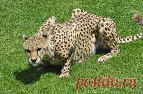 Cheetah Jachtluipaard, Gepard of Cheeta (Acinonyx jubatus) GaiaPark, Kerkrade, The Netherlands Conservation status: Vulnerable