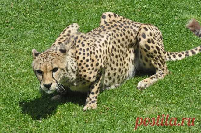 Cheetah Jachtluipaard, Gepard of Cheeta (Acinonyx jubatus) GaiaPark, Kerkrade, The Netherlands Conservation status: Vulnerable