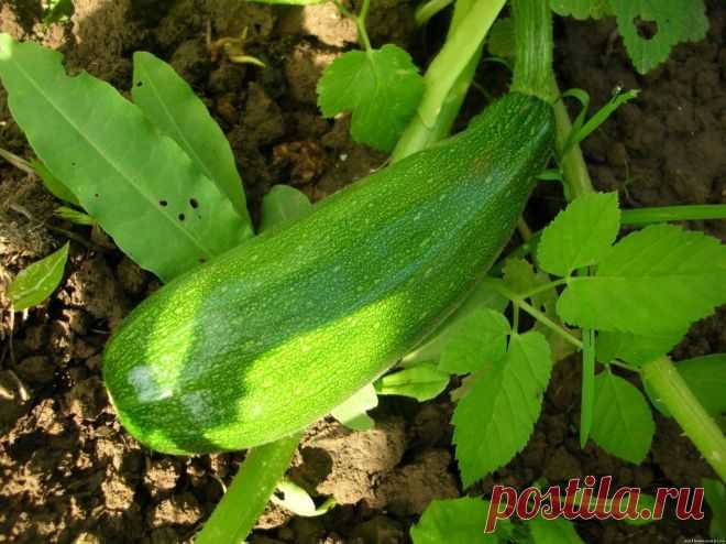ЗАКУСКИ ИЗ КАБАЧКОВ