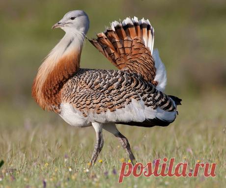 птичий рай аггельский национальный парк: 15 тыс изображений найдено в Яндекс.Картинках